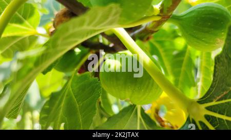 Figues vertes fruits accrochés à la branche d'un figuier, ficus carica Banque D'Images