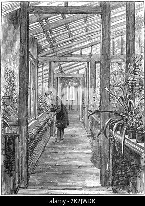 Charles Darwin (1809-1882), naturaliste anglais. L'évolution par sélection naturelle. Darwin à l'œuvre dans sa serre à Down House, près de Beckenham, Kent. Gravure Banque D'Images