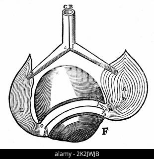 Modèle de Descartes des muscles antagonistes des yeux A,E. Lorsque E est détendu, Un est ennervaté. Descartes croyait qu'un esprit animal qui descendait les nerfs creux C,B, contractait les muscles et les soufflait, et qu'ils se détendirent quand l'esprit était fermé par des valves. De René Descartes Opéra Philosophica Frankfurt-am-main. 1692. Initialement publié dans son Tractatus de homine, Paris, 1664. Coupe de bois. Banque D'Images