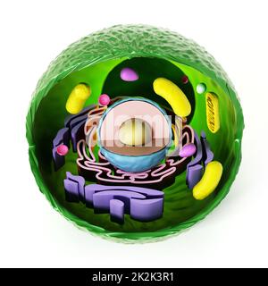 Anatomie des cellules animales isolée sur fond blanc. 3D illustration Banque D'Images