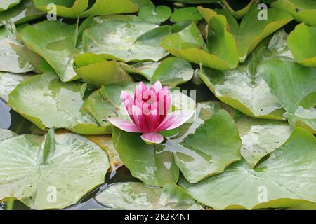 Fleur de nénuphar rose Banque D'Images