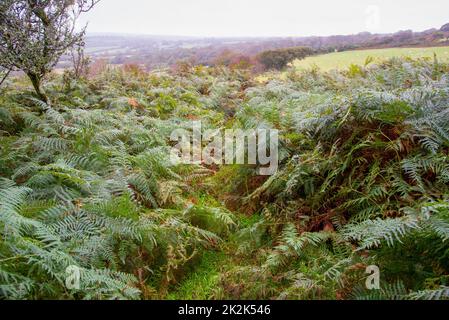 Hiking through a fern on a wet and misty day near St Advent in north Cornwall, UK. Stock Photo