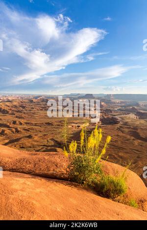 Prince's plenne en pleine floraison sur le bord de l'île dans la Sky Mesa à la vue sur la rivière Green, dans le parc national de Canyonlands, Utah. Banque D'Images