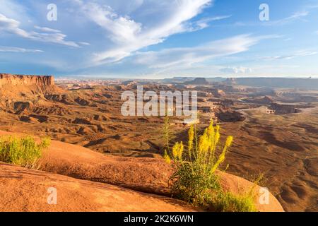 Prince's plenne en pleine floraison sur le bord de l'île dans la Sky Mesa à la vue sur la rivière Green, dans le parc national de Canyonlands, Utah. Banque D'Images