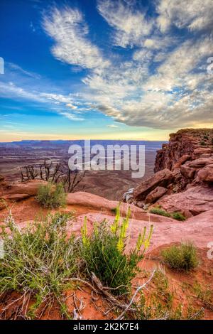 Prince's plenne en pleine floraison sur le bord de l'île dans la Sky Mesa à la vue sur la rivière Green, dans le parc national de Canyonlands, Utah. Banque D'Images