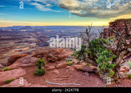 Ancien genièvre au bord de l'île dans la Sky Mesa à la vue sur la rivière Green, parc national de Canyonlands, Utah. Banque D'Images