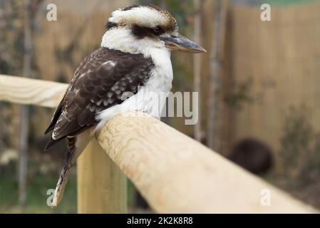 Kookaburra (dacelo novaeguinea) grand arbre kingfisher blanchâtre tête marron rayures yeux crème dessous brun foncé parties supérieures long robuste facture grande tête Banque D'Images