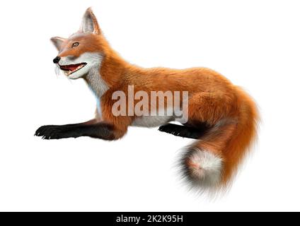 Le Rendu 3D Red Fox on White Banque D'Images