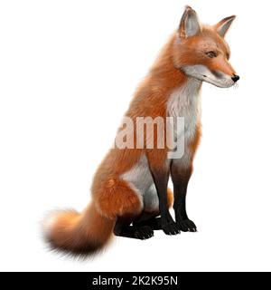 Le Rendu 3D Red Fox on White Banque D'Images