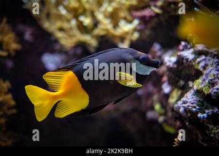 Poisson Foxface bicolore Sigianus uspi sous l'eau en mer Banque D'Images