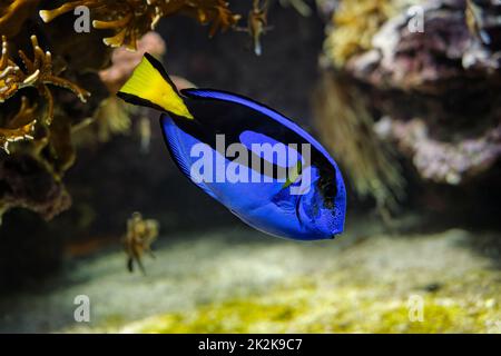 Paracanthurus hepatus bleu surgeonfish sous l'eau dans la mer Banque D'Images