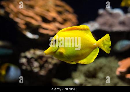 La tenon jaune Zebrasoma flavescens poisson sous l'eau dans la mer Banque D'Images