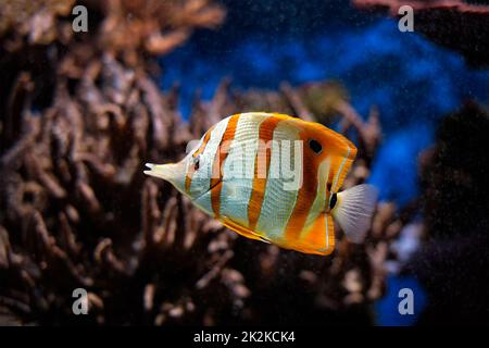 Butterflyfish Chelmon rostratus de Copperband Banque D'Images