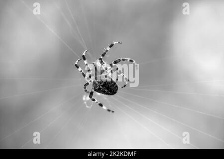 Croisillon tiré en noir et blanc, dans une toile d'araignée, qui se cache pour les proies. Arrière-plan flou. Un chasseur utile parmi les insectes. Arachnide. Photo d'animal fro Banque D'Images
