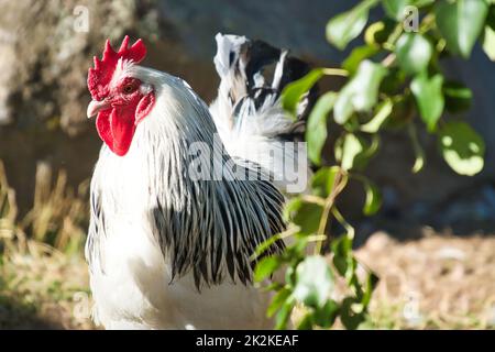 Poulet aux plumes blanches et noires. Bec et peigne rouges. Animal de ferme sur la ferme. Photo d'animal de l'oiseau Banque D'Images