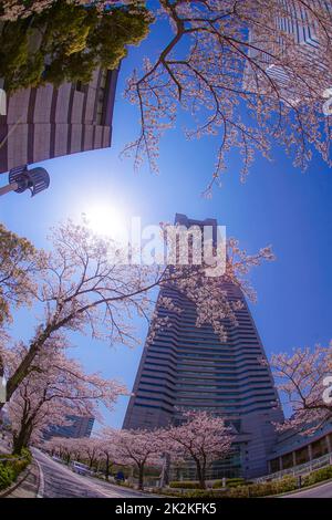 Sakura et Yokohama Minato Mirai toits de pleine fleur Banque D'Images