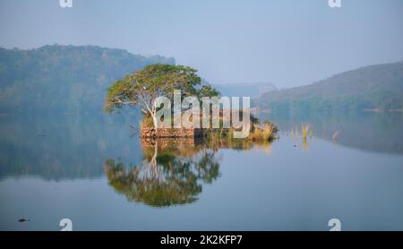 Un matin paisible sur le lac Padma Talao. Parc national de Ranthambore, Rajasthan, Inde Banque D'Images