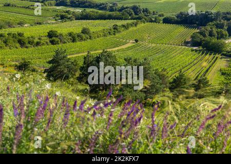 Vignoble près de Velke Bilovice, Moravie du Sud, République tchèque Banque D'Images