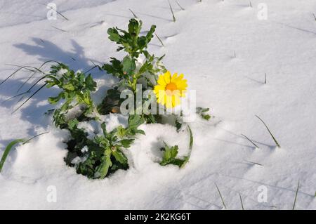 Pâquerette dorée sous la neige en Bretagne chrysanthème du blé sous la neige en Bretagne Banque D'Images