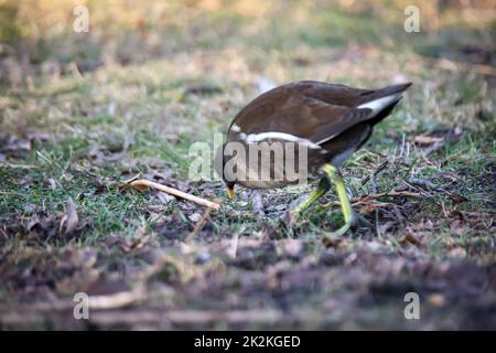 Un rail d'étang, une poule d'étang sur le bord d'un étang. Banque D'Images
