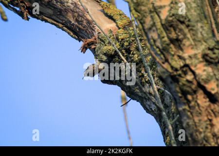 Un arbre de jardin, Certhia brachydactyla apporte du matériel de nidification au trou de nid Banque D'Images