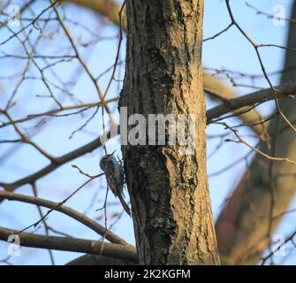 Un arbre de jardin, Certhia brachydactyla apporte du matériel de nidification au trou de nid Banque D'Images