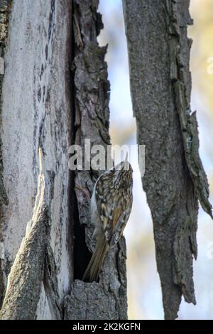 Un arbre de jardin, Certhia brachydactyla apporte du matériel de nidification au trou de nid Banque D'Images