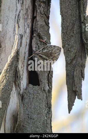 Un arbre de jardin, Certhia brachydactyla apporte du matériel de nidification au trou de nid Banque D'Images