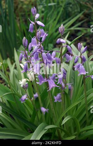 Gros plan sur les fleurs de la cloche bleue espagnole Banque D'Images