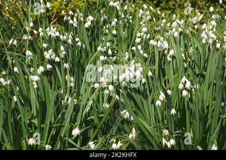 Gros plan sur les fleurs des flocons de neige d'été Banque D'Images