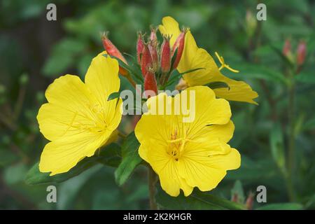 Image en gros plan des fleurs d'onagre du soir Banque D'Images