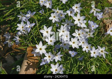 Gros plan sur les fleurs de Springstar Banque D'Images