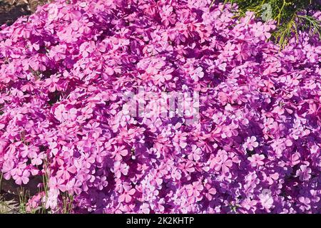 Image en gros plan des fleurs de phlox qui rampent. Banque D'Images