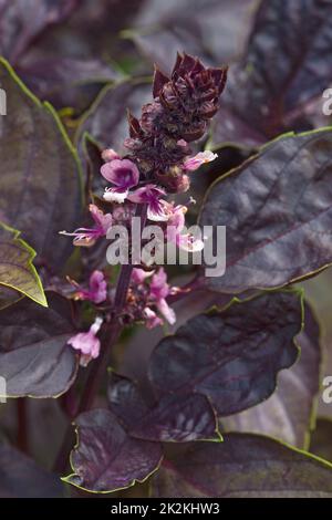 Gros plan sur les fleurs de basilic roubin rouge Banque D'Images