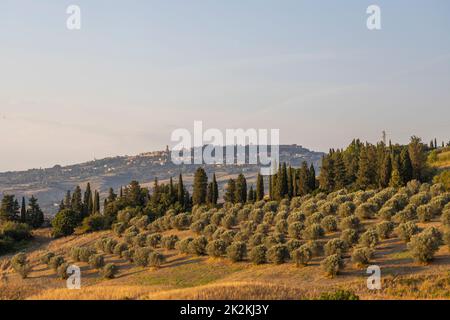 Jardin d'oliviers et Volterra en Toscane, Italie Banque D'Images