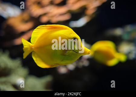 La tenon jaune Zebrasoma flavescens poisson sous l'eau dans la mer Banque D'Images