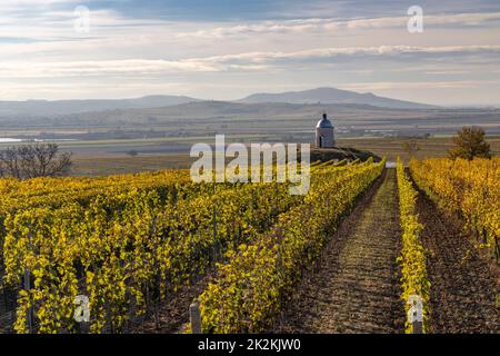 Vignoble d'automne près de Velke Bilovice, Moravie du Sud, République tchèque Banque D'Images