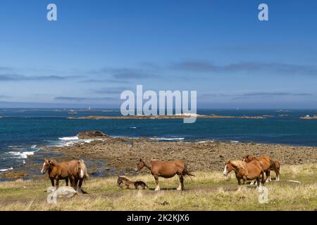 Cheval dans un champ près de Tremazine en Bretagne, France Banque D'Images