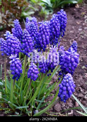 Muscari arménien Banque D'Images