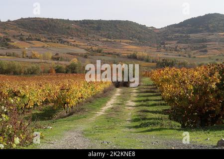 Vignoble coloré sur le continent de la grèce en automne pendant l'heure d'or Banque D'Images