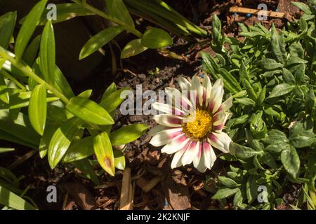 Gazania sur le jardin Banque D'Images