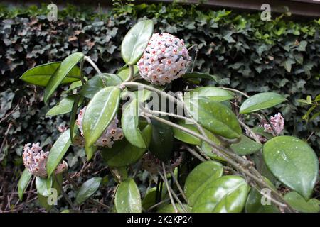 Détail des fleurs de cire (Hoya carnosa) Banque D'Images