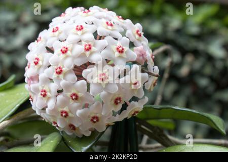 Détail des fleurs de cire (Hoya carnosa) Banque D'Images