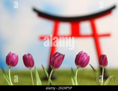 Tulips roses gros plan avec la porte de Torii en arrière-plan DOF peu profond Banque D'Images