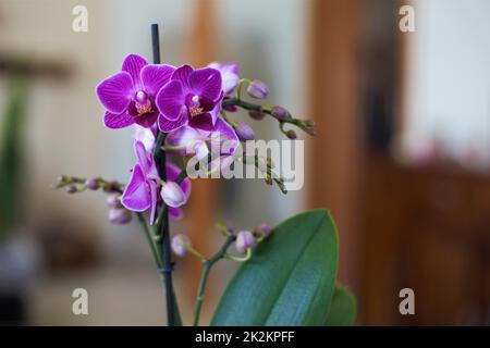 fleur d'orchidée violette Banque D'Images