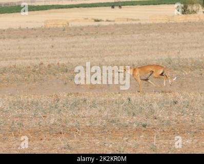 course de lévriers chien rapide animaux domestiques champ chasse au lièvre Banque D'Images