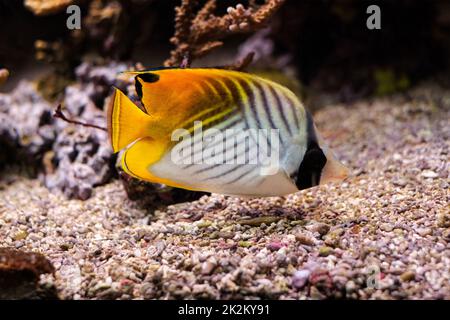 Poisson-mouche à nageoires de mer Chaetodon auriga poisson sous l'eau en mer Banque D'Images