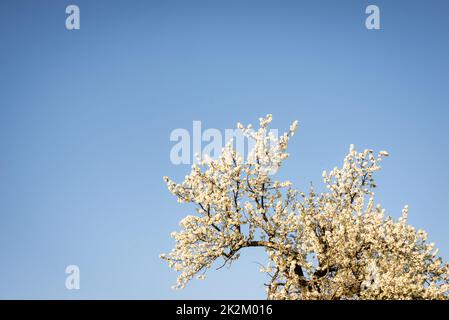 Fleur de prune de cerisier de printemps. Fleurs blanches d'arbres qui fleurissent sur fond bleu ciel Banque D'Images