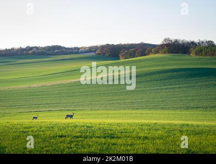 Ferme verte avec cerf de Virginie au printemps dans le Burgenland Banque D'Images