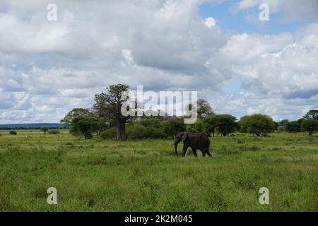 African Elephant marchant dans un paysage à couper le souffle, Parc national de Tarangire Banque D'Images